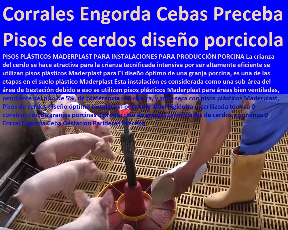 Pisos de cerdos diseño óptimo Instalacion porcicola ideal higiénica esterilizada técnica 0 construcción de granjas porcinas 0 producción de granjas tecnificadas de cerdos y porcinos 0 Corral Engorda Ceba Gestacion Parideras Preceba Pisos de cerdos diseño óptimo Instalacion porcicola ideal higiénica esterilizada técnica 0 construcción de granjas porcinas 0 producción de granjas tecnificadas de cerdos y porcinos 0 Corral Engorda Ceba Gestacion Parideras Preceba